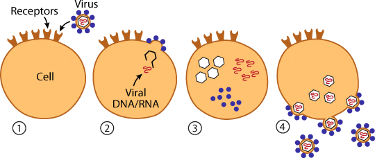 virus-infection-1-voz-actual